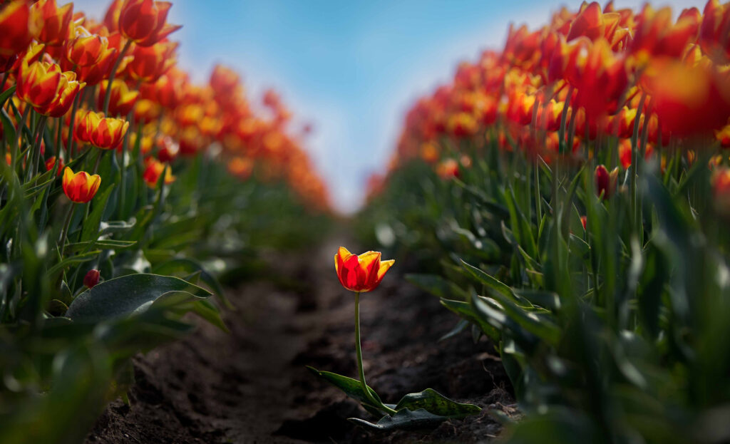 Netherlands natuurfotografie van Sérgio Domingues — foto 2