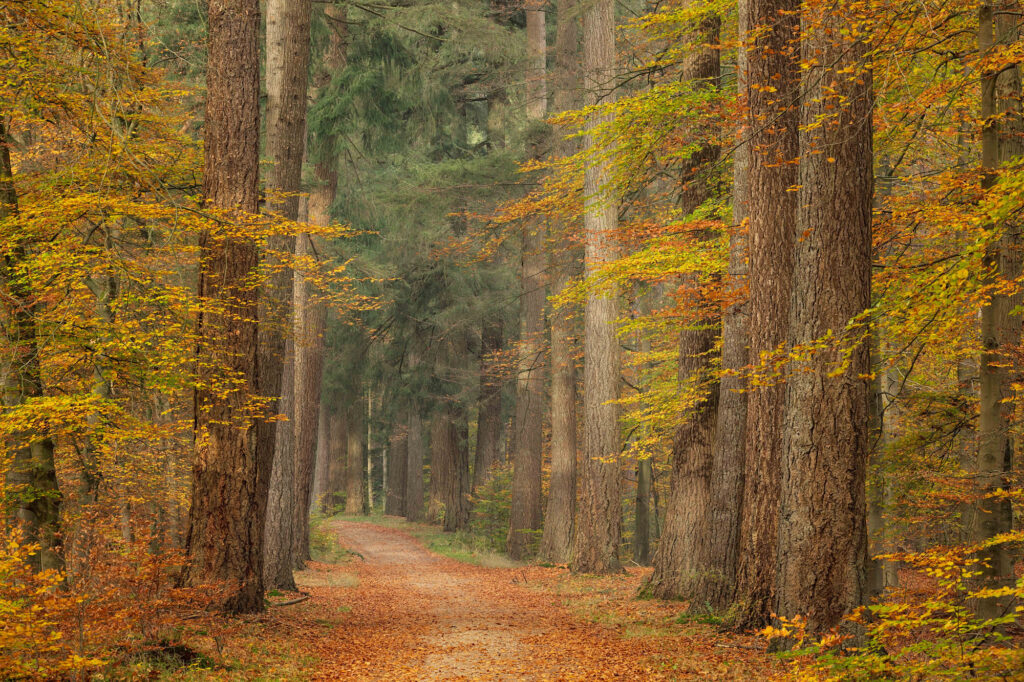 Netherlands natuurfotografie van Sérgio Domingues — foto 7