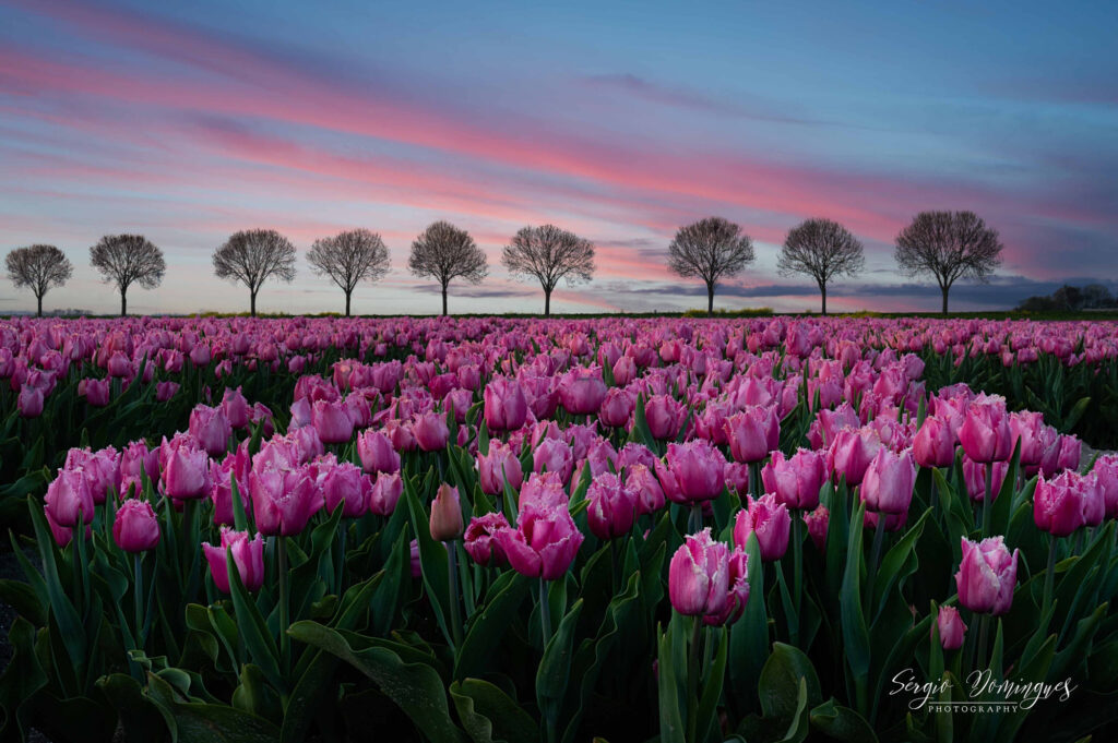 Netherlands natuurfotografie van Sérgio Domingues — foto 8