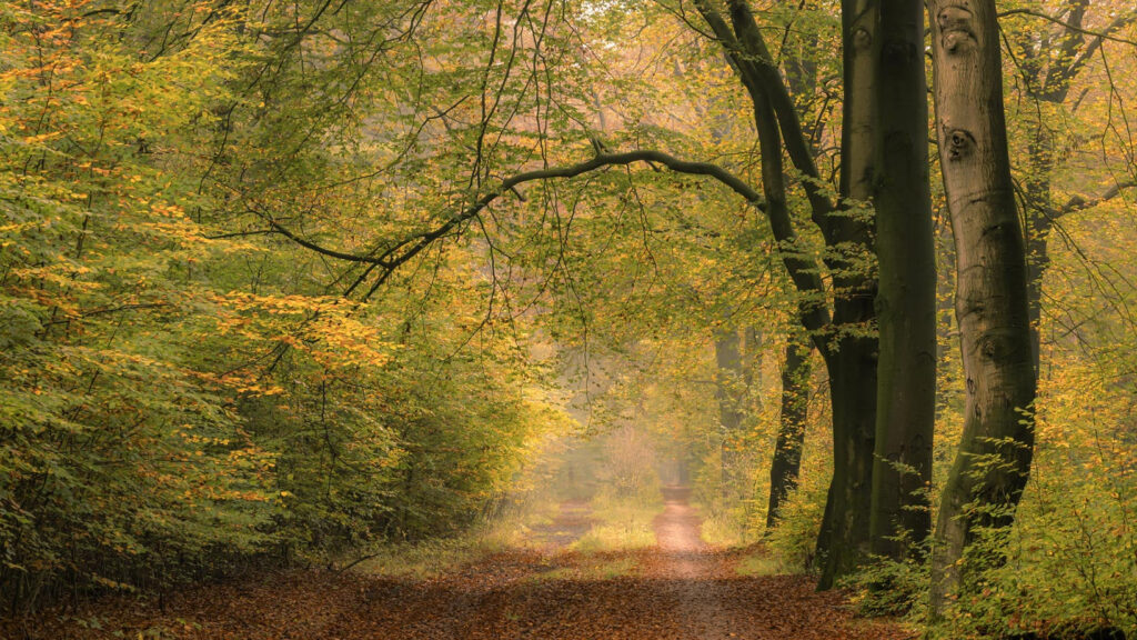 Netherlands natuurfotografie van Sérgio Domingues — foto 14