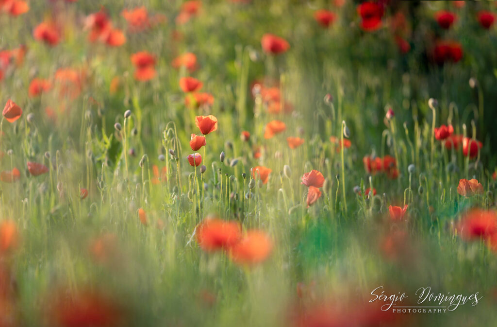 Netherlands natuurfotografie van Sérgio Domingues — foto 20