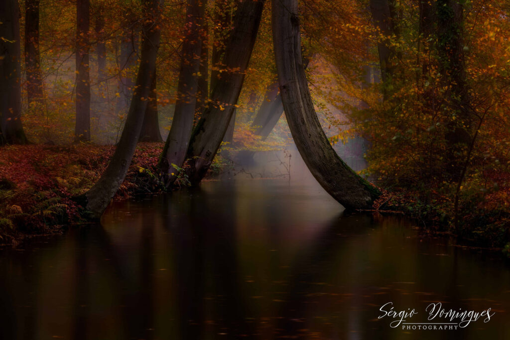Netherlands natuurfotografie van Sérgio Domingues — foto 21