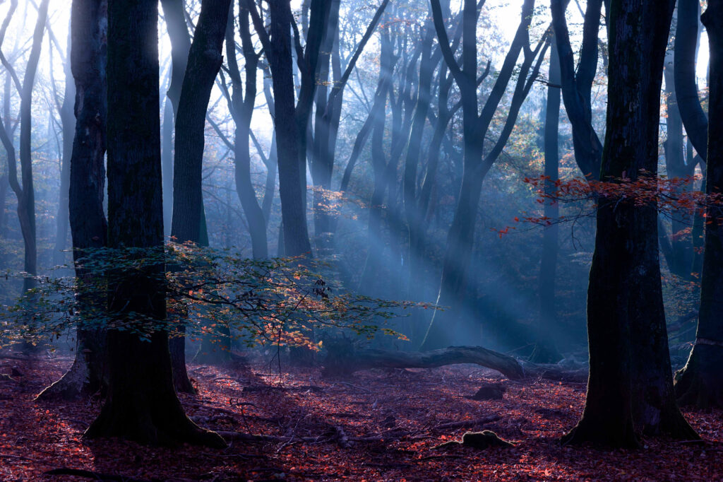 Netherlands natuurfotografie van Sérgio Domingues — foto 23