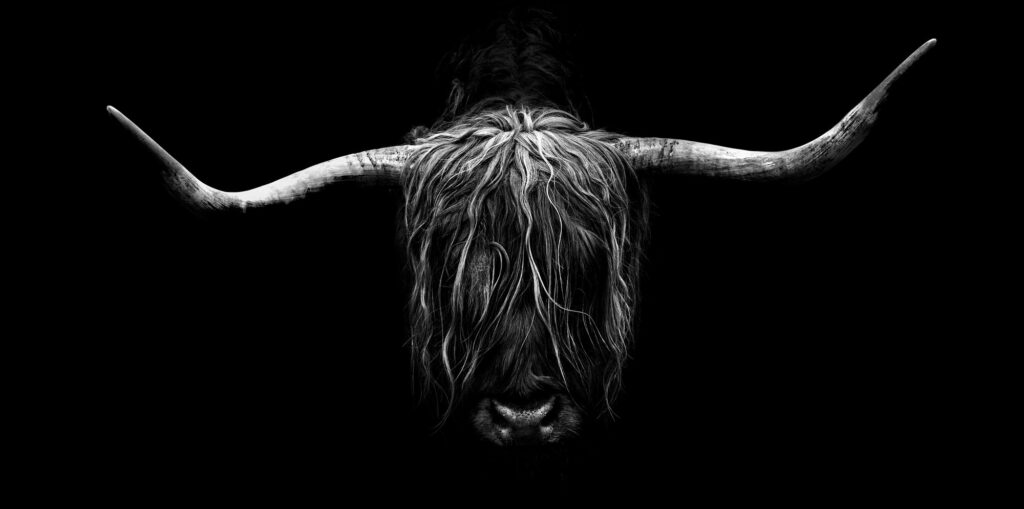 Wildlife natuurfotografie van Sérgio Domingues — foto 1