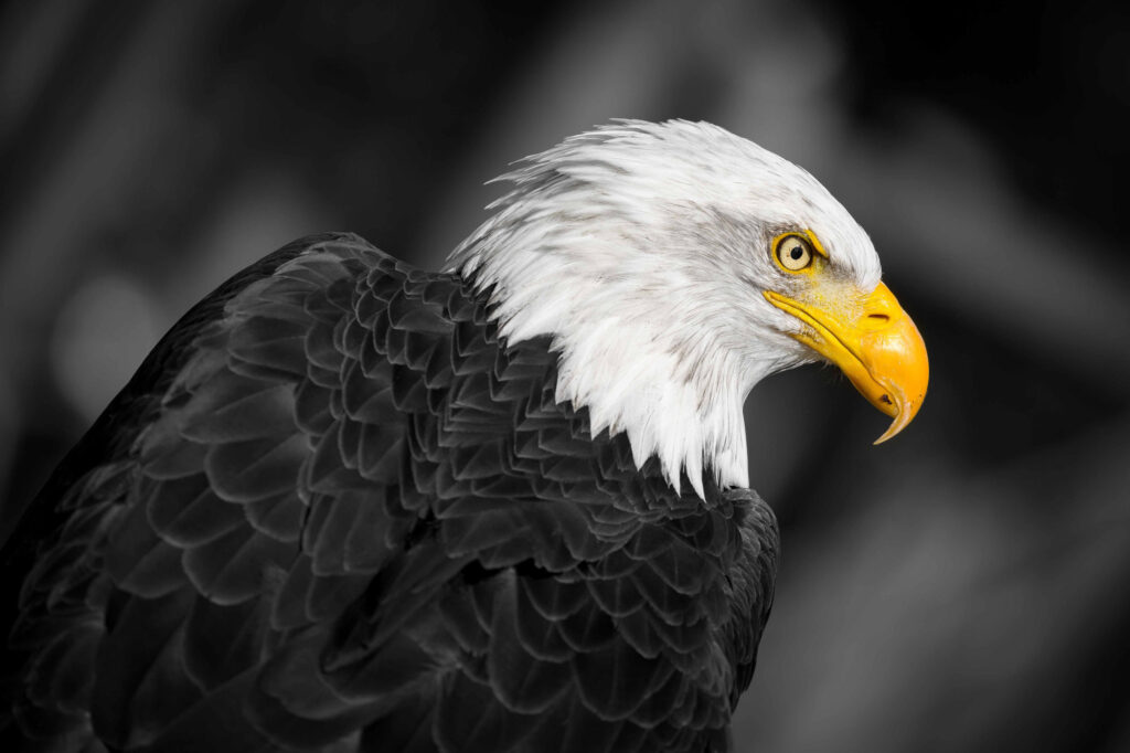 Wildlife natuurfotografie van Sérgio Domingues — foto 2
