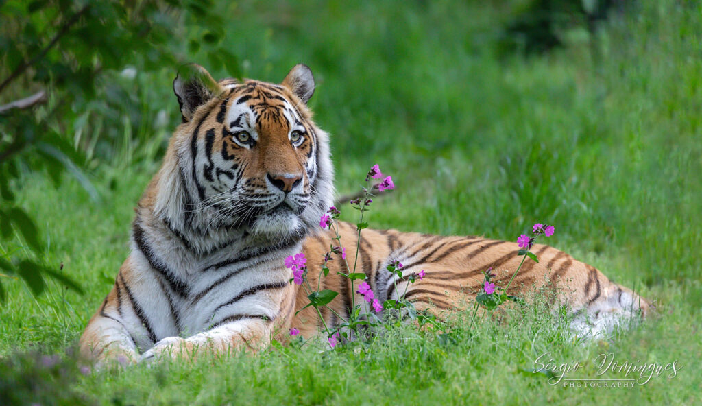 Wildlife natuurfotografie van Sérgio Domingues — foto 3