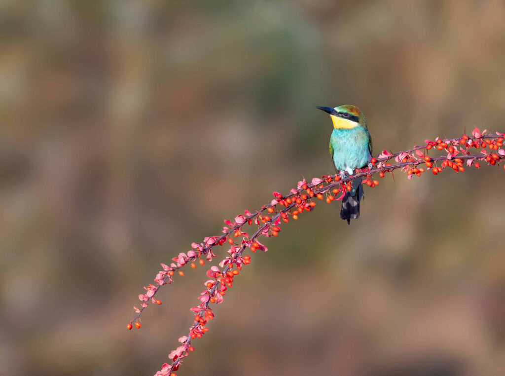 Wildlife natuurfotografie van Sérgio Domingues — foto 5