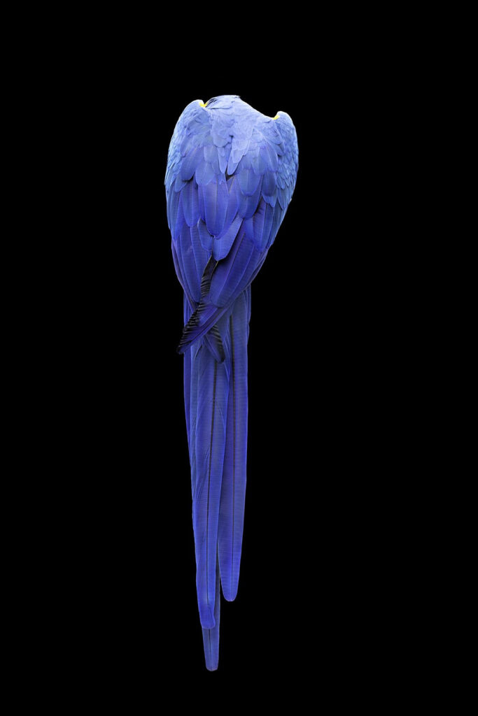 Wildlife natuurfotografie van Sérgio Domingues — foto 6
