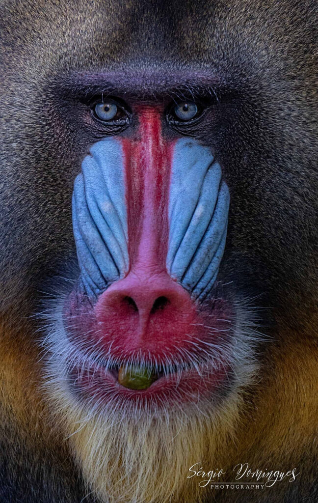 Wildlife natuurfotografie van Sérgio Domingues — foto 7
