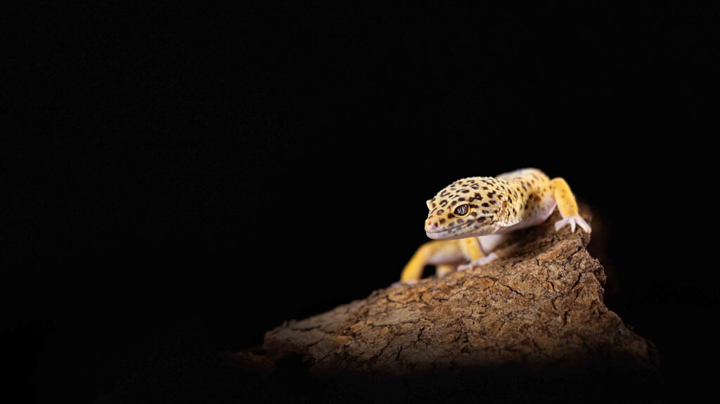 Wildlife natuurfotografie van Sérgio Domingues — foto 9