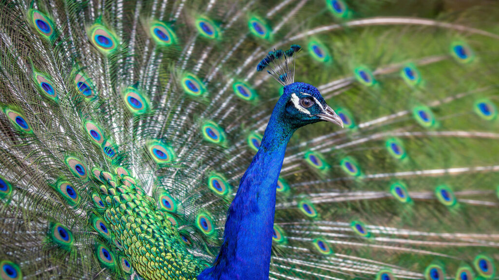Wildlife natuurfotografie van Sérgio Domingues — foto 10