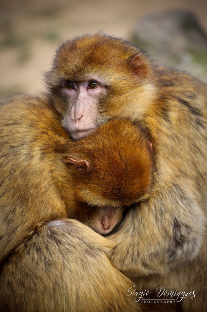 Wildlife natuurfotografie van Sérgio Domingues — foto 11