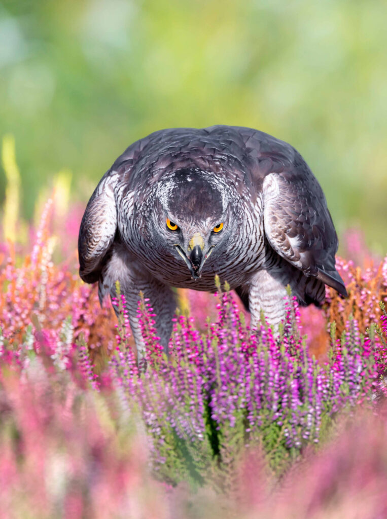 Wildlife natuurfotografie van Sérgio Domingues — foto 12