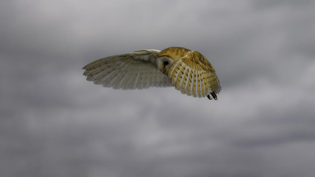 Wildlife natuurfotografie van Sérgio Domingues — foto 13