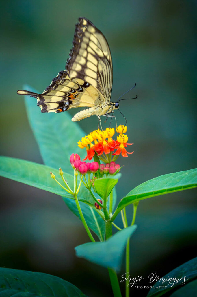 Wildlife natuurfotografie van Sérgio Domingues — foto 14