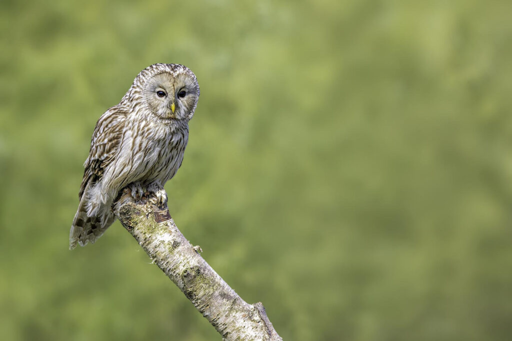 Wildlife natuurfotografie van Sérgio Domingues — foto 15
