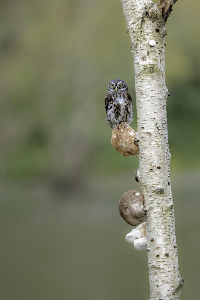Wildlife natuurfotografie van Sérgio Domingues — foto 16