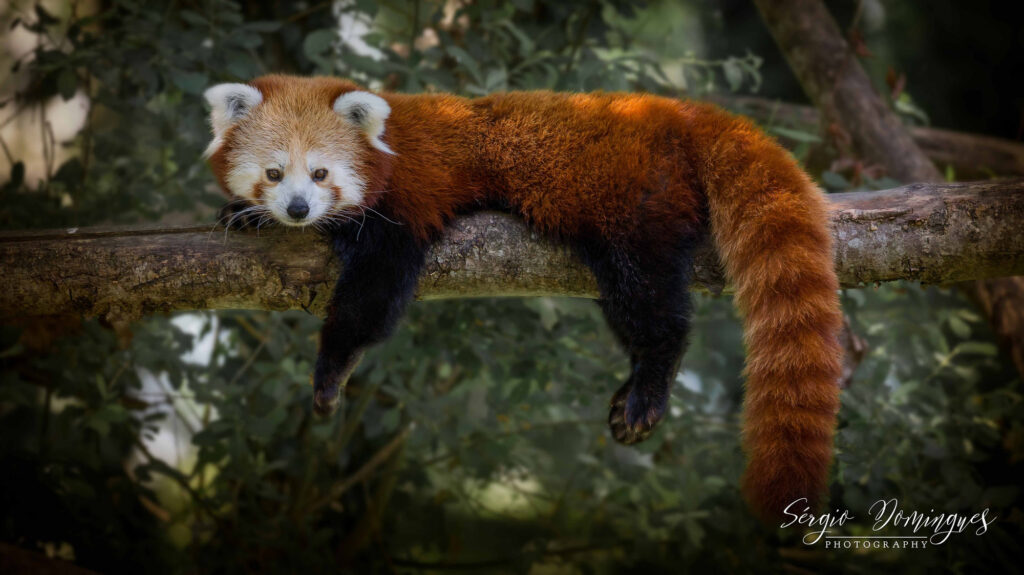 Wildlife natuurfotografie van Sérgio Domingues — foto 17
