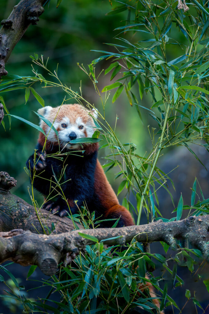 Wildlife natuurfotografie van Sérgio Domingues — foto 19