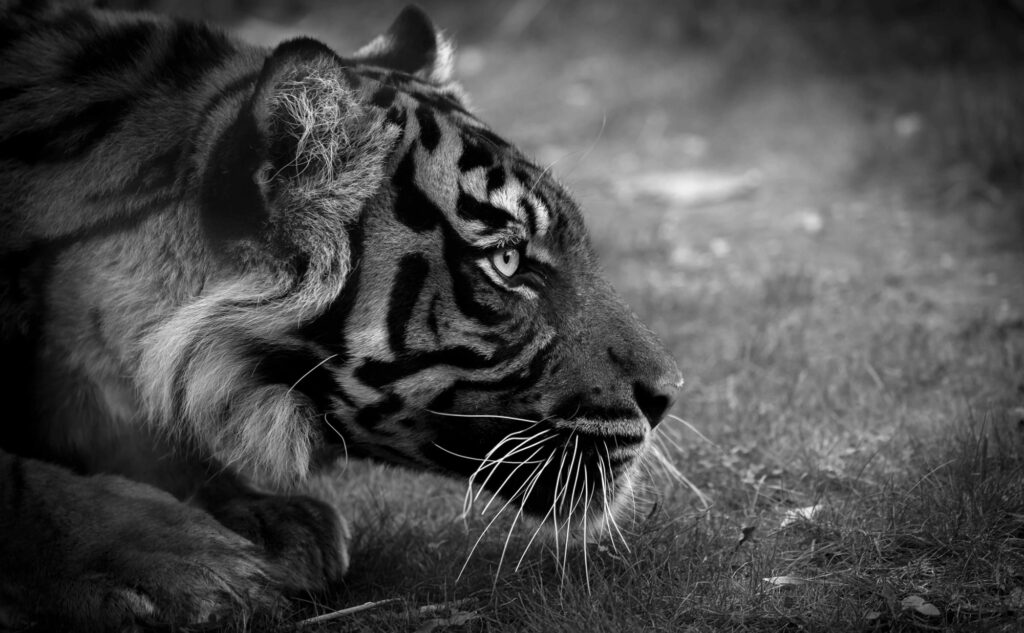 Wildlife natuurfotografie van Sérgio Domingues — foto 20