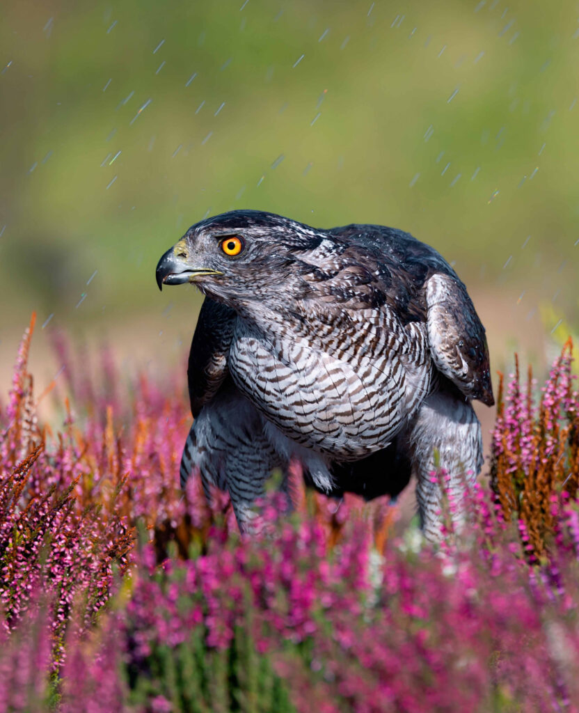 Wildlife natuurfotografie van Sérgio Domingues — foto 21