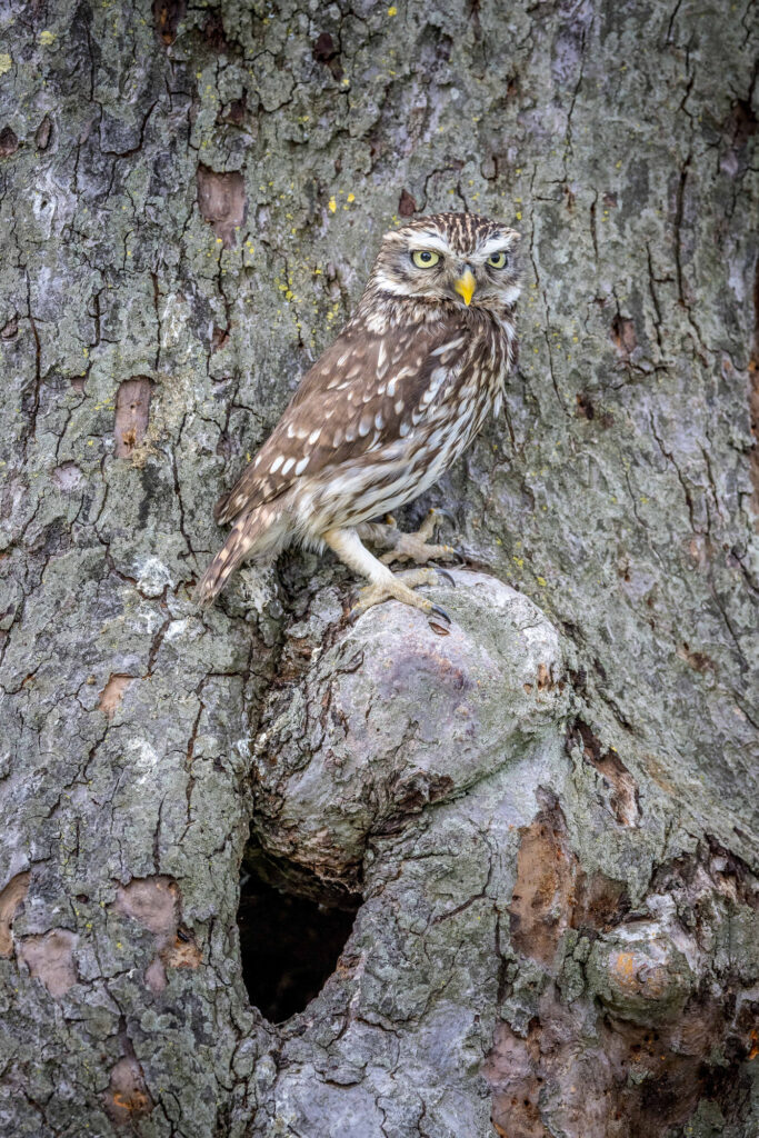 Wildlife natuurfotografie van Sérgio Domingues — foto 22