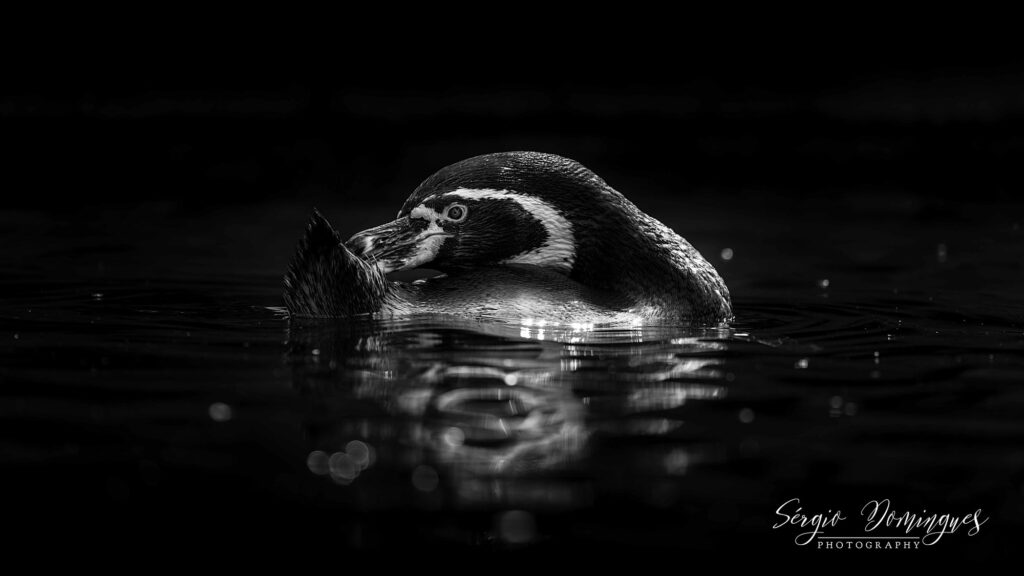 Wildlife natuurfotografie van Sérgio Domingues — foto 23