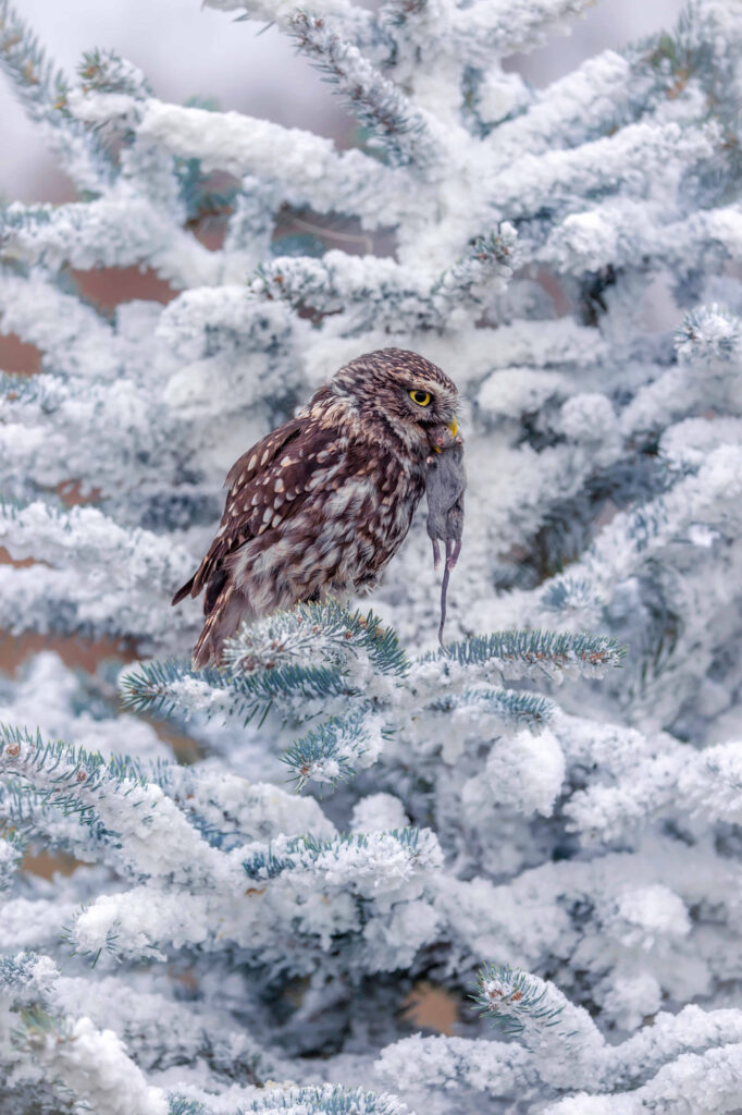 Wildlife natuurfotografie van Sérgio Domingues — foto 24