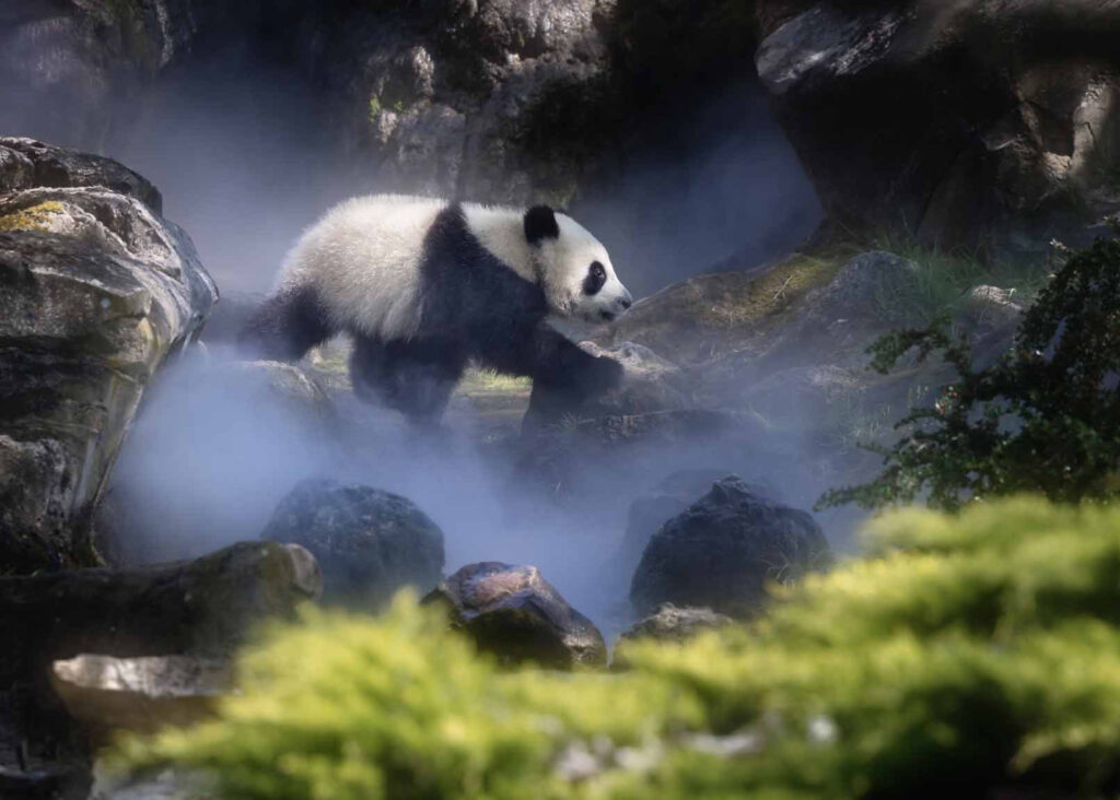 Wildlife natuurfotografie van Sérgio Domingues — foto 25
