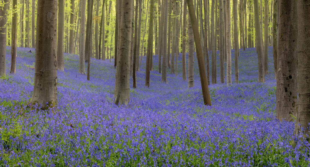 World natuurfotografie van Sérgio Domingues — foto 5