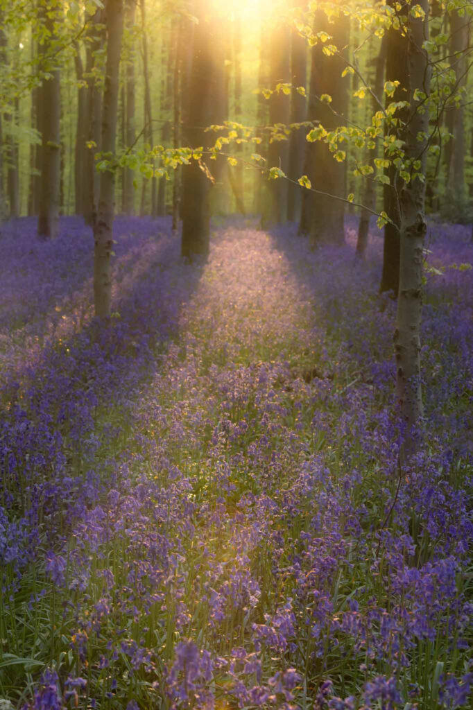 World natuurfotografie van Sérgio Domingues — foto 7